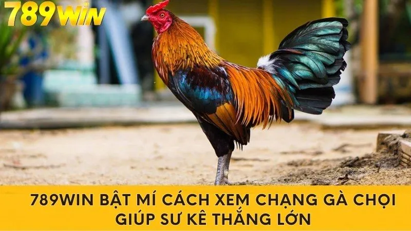 789Win Bật Mí Cách Xem Chạng Gà Chọi Sư Kê Thắng Lớn