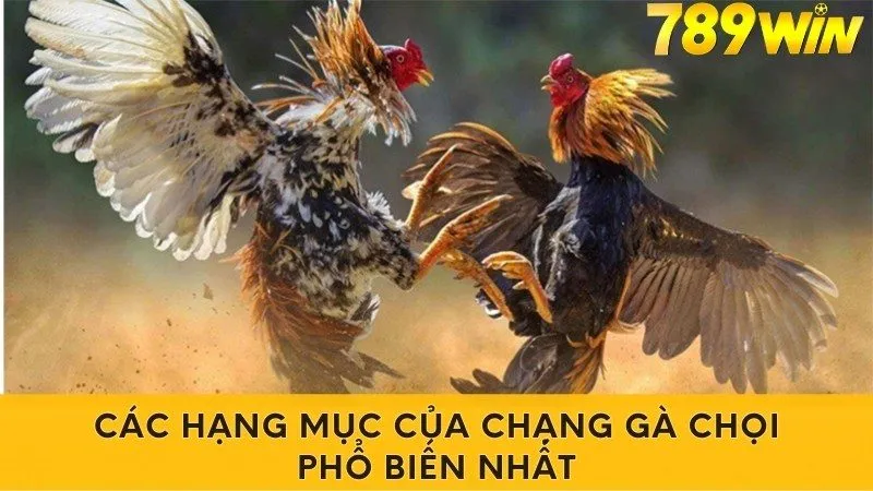 Các hạng mục của chạng gà chọi phổ biến nhất