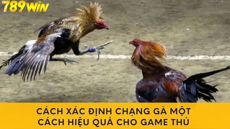 Cách xác định chạng gà hiệu quả nhất cho kê thủ