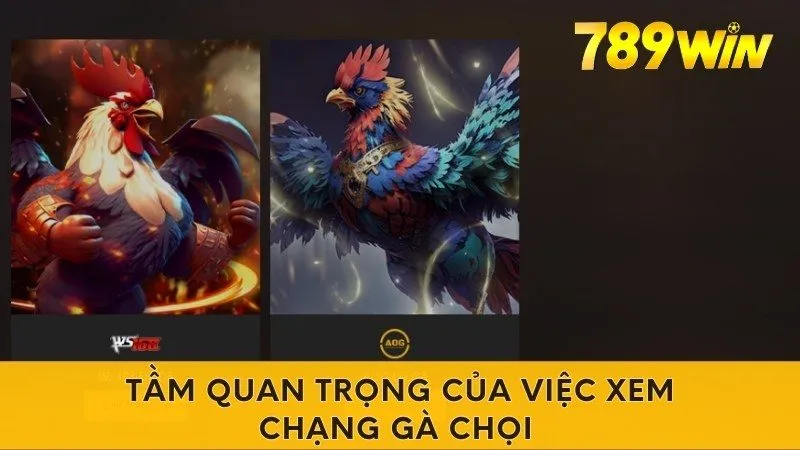 Tầm quan trọng của việc xem chạng gà chọi 