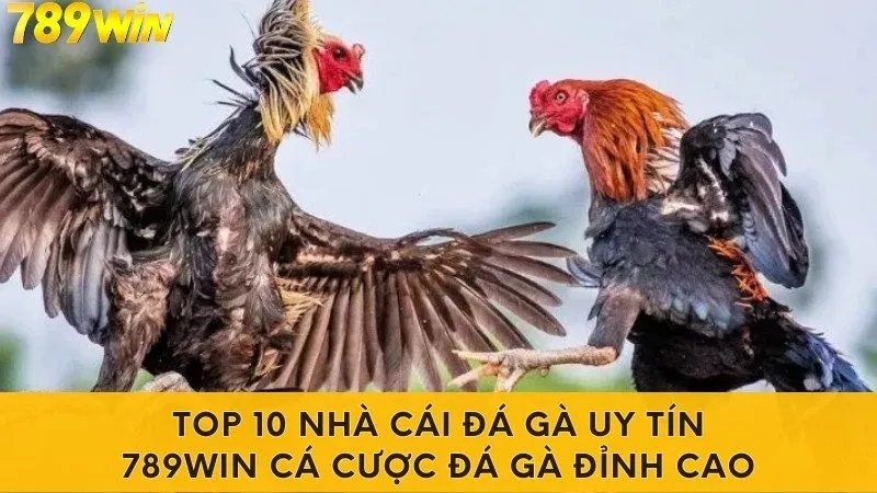 Top 10 Nhà Cái Đá Gà Uy Tín 789win Cá cược Đá Gà Đỉnh Cao