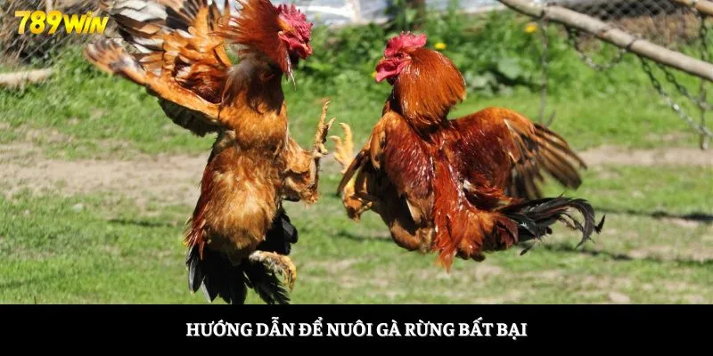 Hướng dẫn để nuôi gà rừng bất bại