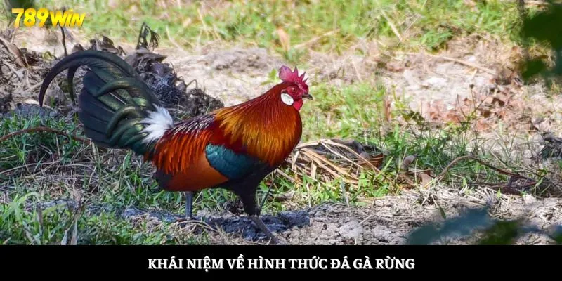 Khái niệm về hình thức đá gà rừng