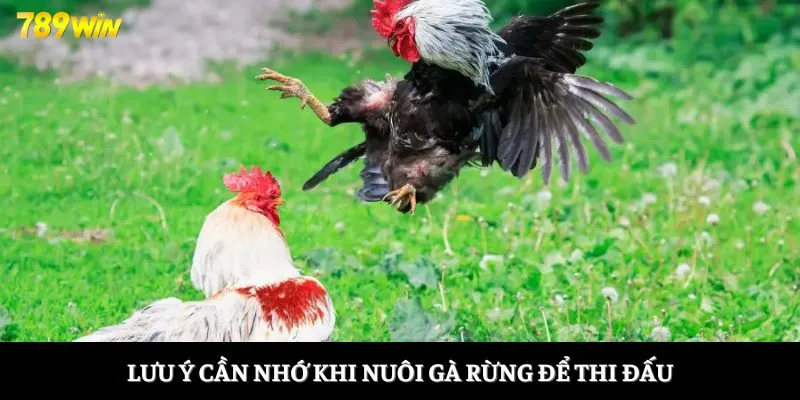 Lưu ý cần nhớ khi nuôi gà rừng để thi đấu