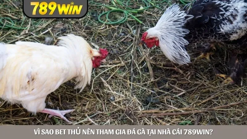 Vì sao bet thủ nên tham gia đá gà tại nhà cái 789win?