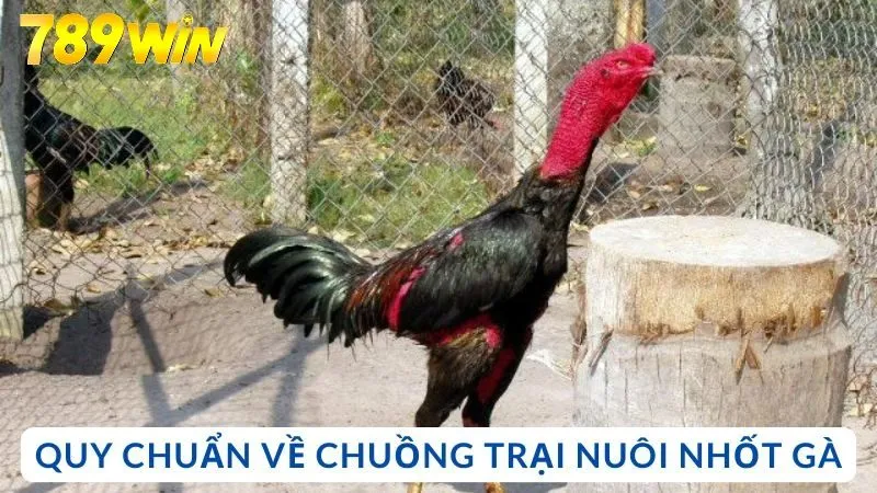 Các quy chuẩn về chuồng trại nuôi nhốt gà