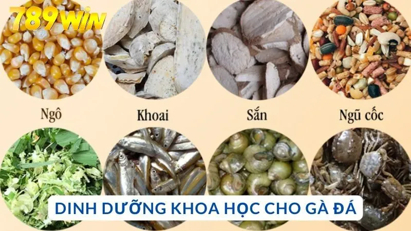 Cách nuôi gà chọi khỏe mạnh bằng chế độ dinh dưỡng khoa học
