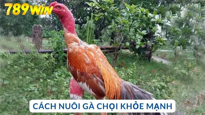 Cách nuôi gà chọi