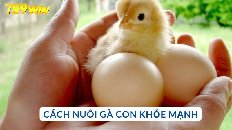 Cách nuôi gà con khỏe mạnh