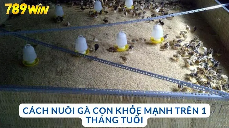 Cách nuôi gà con khỏe mạnh trên 1 tháng tuổi