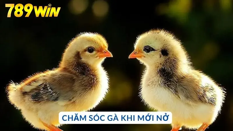Chăm sóc gà khi mới nở