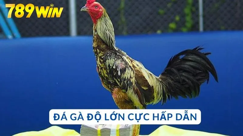 Đá gà độ lớn