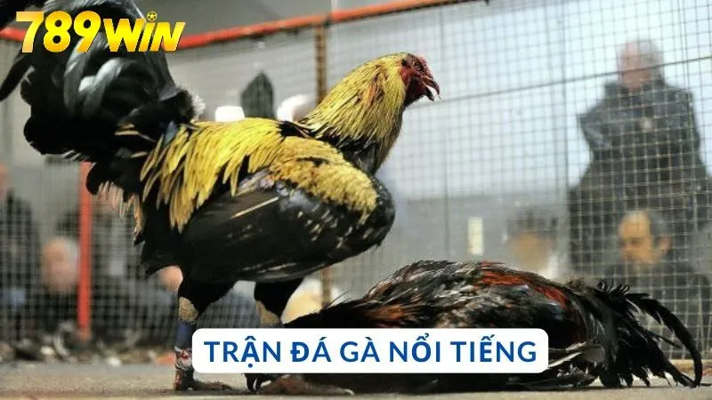 Đá gà nổi tiếng