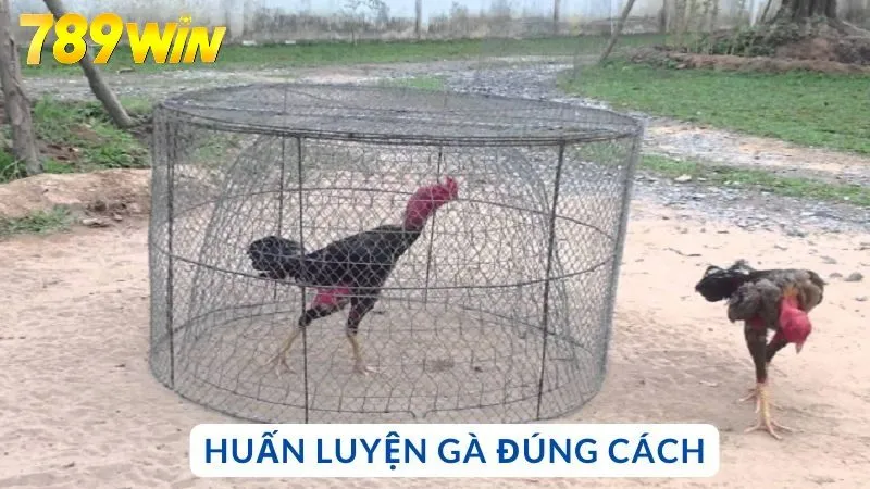 Huấn luyện gà đúng cách