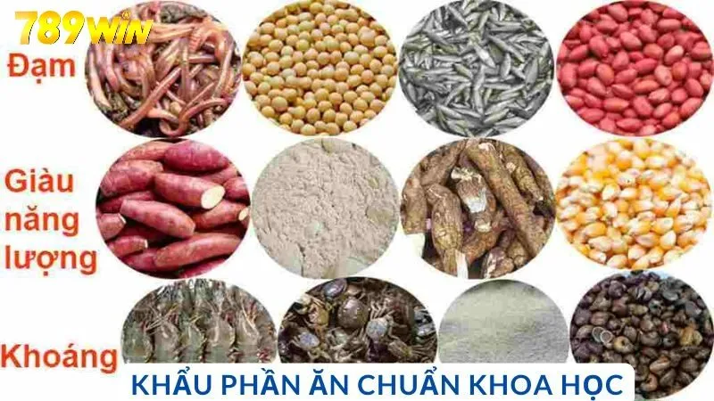 Khẩu phần ăn chuẩn khoa học