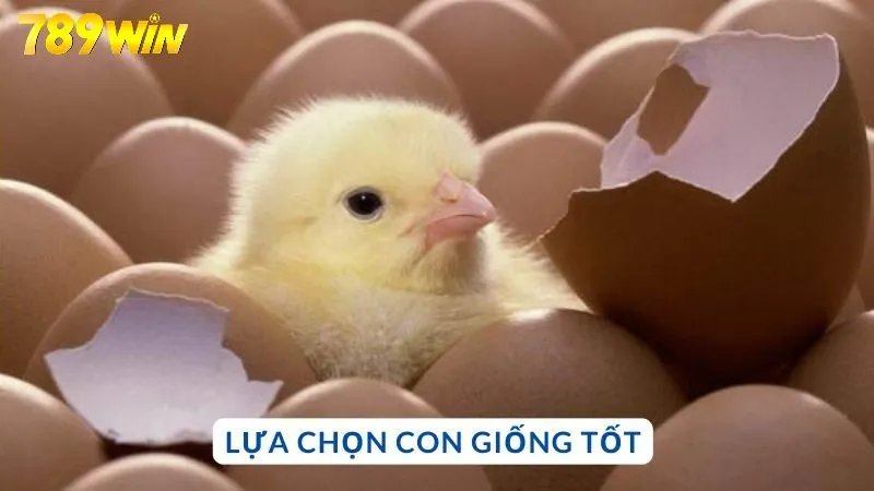 Lựa chọn con giống tốt
