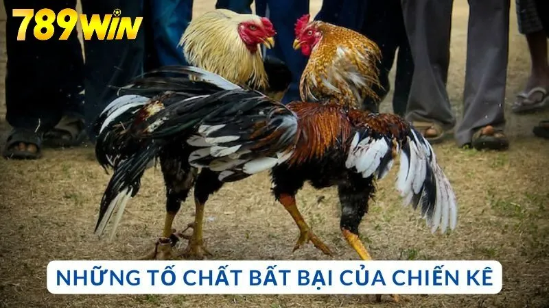 Những tố chất bất bại của chiến kê