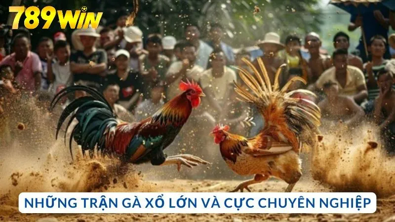 Những trận gà xổ lớn và cực chuyên nghiệp