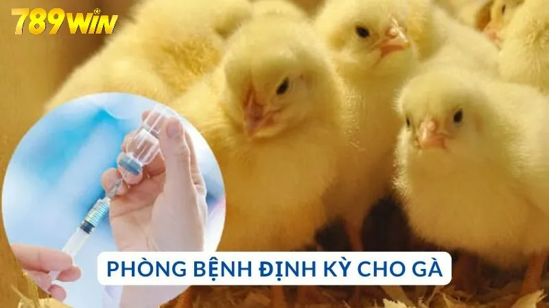 Phòng bệnh định kỳ cho gà