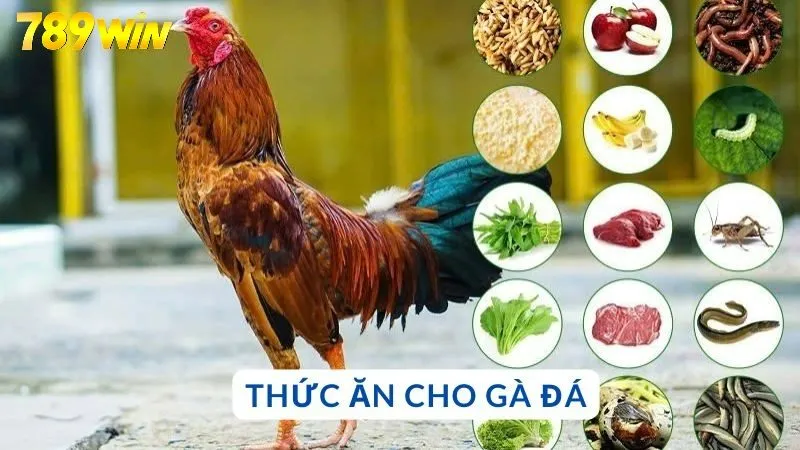 Thức ăn cho gà đá