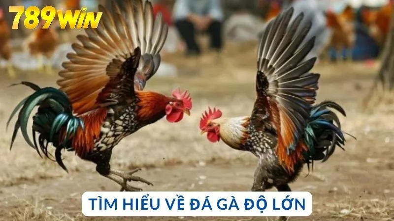 Tìm hiểu về đá gà độ lớn