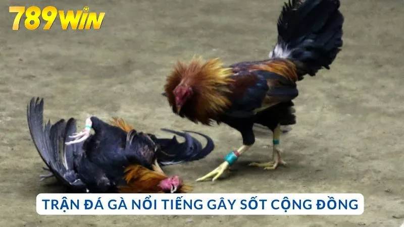 Trận đá gà nổi tiếng gây sốt cộng đồng