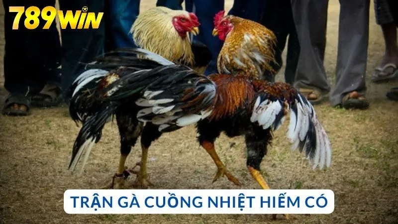 Trận gà cuồng nhiệt giữa An Trường Võ và Phát Cà Mau