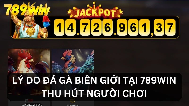 Lý do gà chọi biên giới thu hút