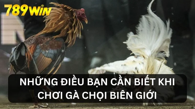 Những điều cần biết khi chơi gà chọi biên giới
