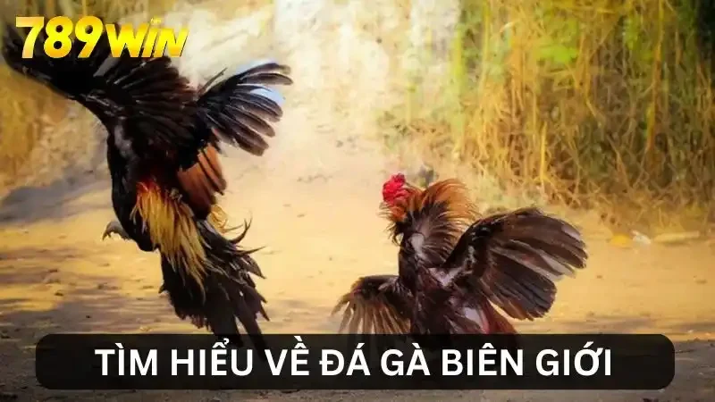 Tìm hiểu đá gà biên giới