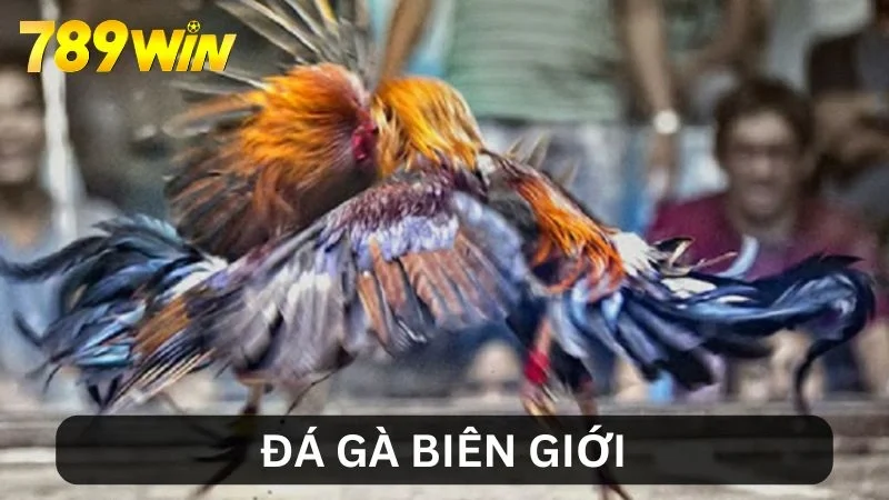 da-ga-bien-gioi